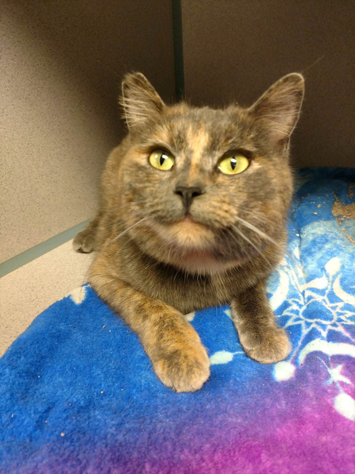 A1097464 Luna